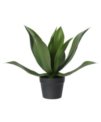 AGAVE VERDE EN MACETA